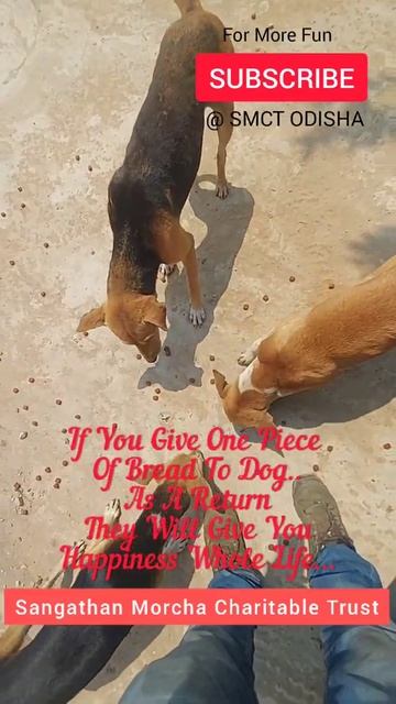Series 08 - Sangathan Morcha Charitable Trust - Dog's Video, #shorts смотреть онлайн