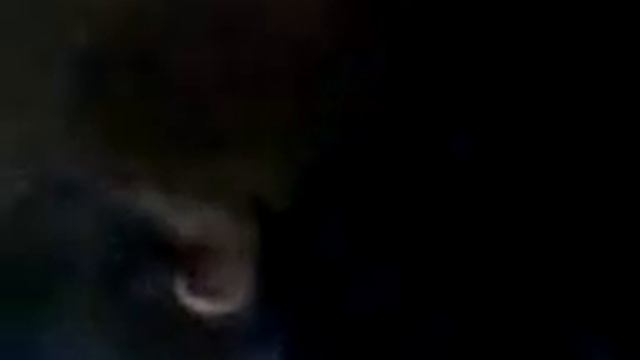 борзый. щегол Видео-0004-1.mp4 смотреть онлайн