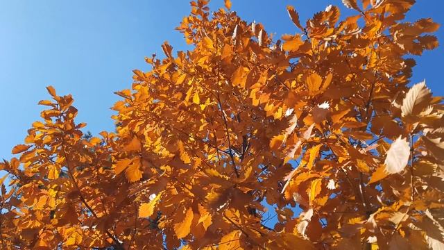 4K осенняя листва 2018 смотреть онлайн