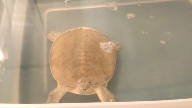 Jun eating his dinner(goldfish) смотреть онлайн