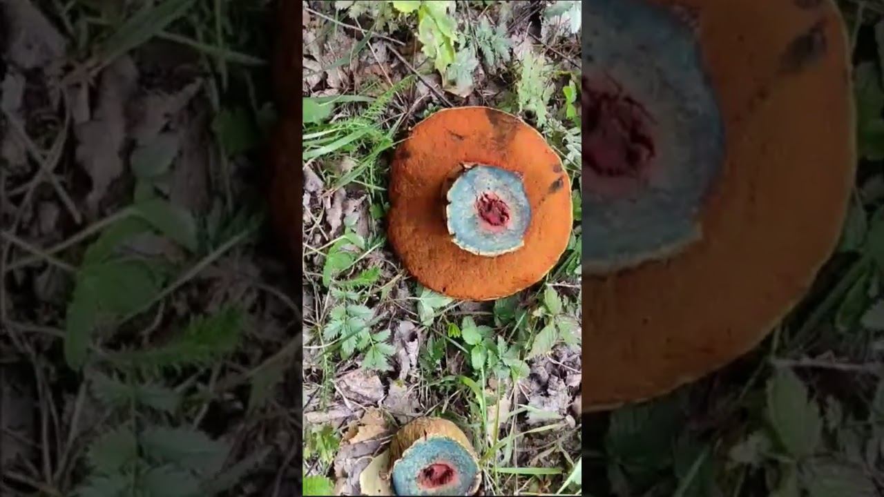 ✅#Shorts ГРИБ СИНЯК