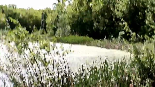 ВЛОГ ВОЛОНТЕРОВ: "ПОИСКИ ЧЕРЕПАШКИ" смотреть онлайн