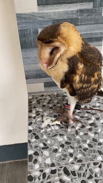 Bisco the Barn Owl 😍 смотреть онлайн
