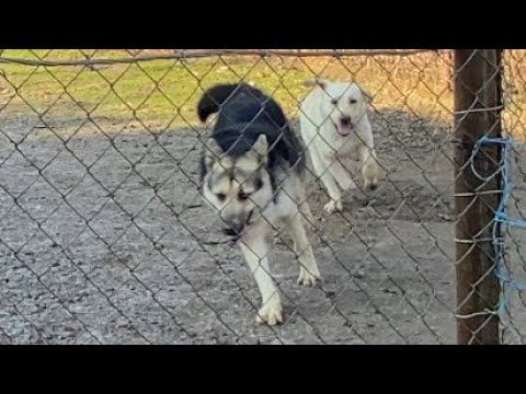 Прогулка друзей! Вео и Лабрадор смотреть онлайн