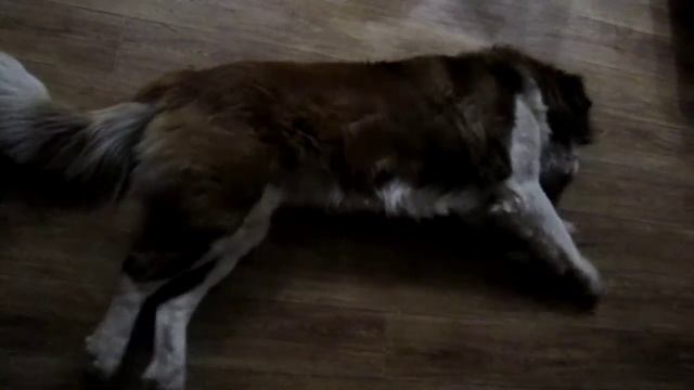 MVI_0224.MOV смотреть онлайн