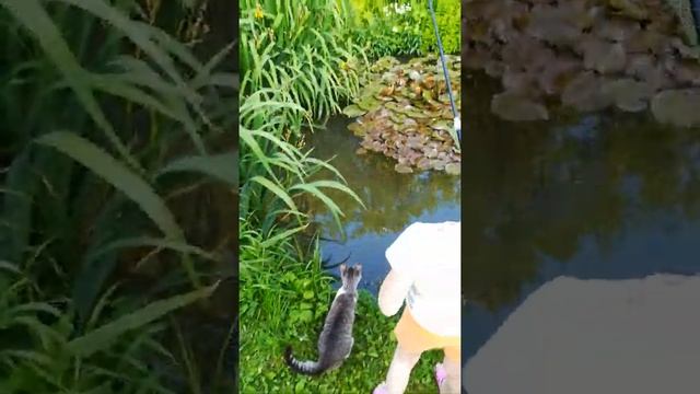 Кошки ловят карасей))) смотреть онлайн