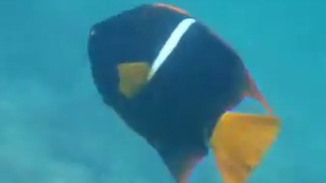 KING ANGELFISH смотреть онлайн