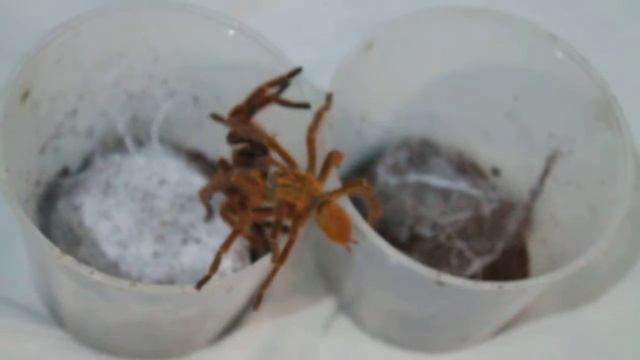 Orange Baboon Tarantula Mating смотреть онлайн