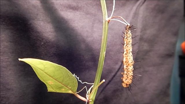 Pupation Part 2 смотреть онлайн