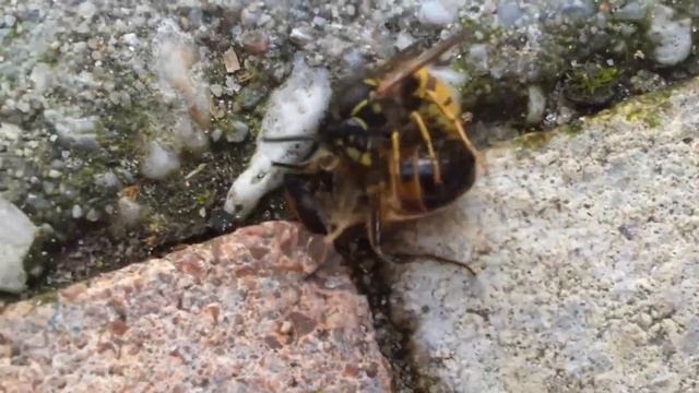 Bees vs Wasp - Incredible enemies - Amazing battles смотреть онлайн