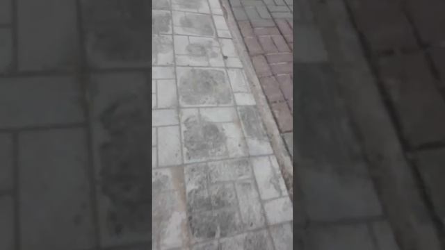 Мы нашли мёртвого голубя 😭 смотреть онлайн