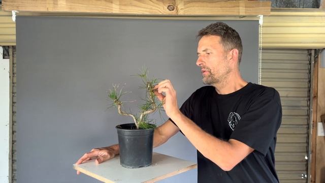 Scots Pine Bonsai early development смотреть онлайн