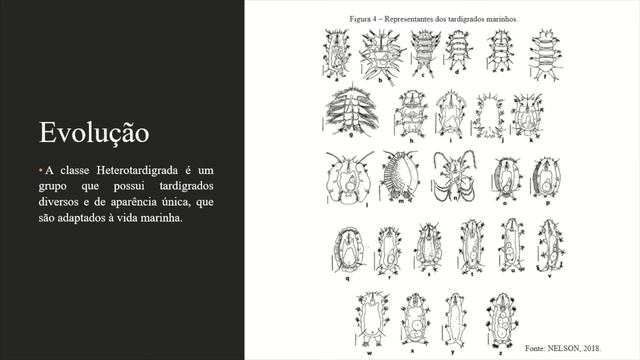 Filo Tardigrada: Evolução e Filogenia смотреть онлайн