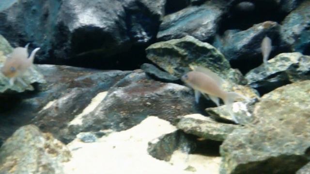 Neolamprologus Gracilis Congo 26.12.2015 + Narybek смотреть онлайн