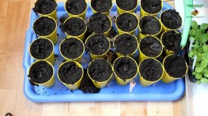 Часть 2 2  Пикирование рассады табака, махорки сезон 2014