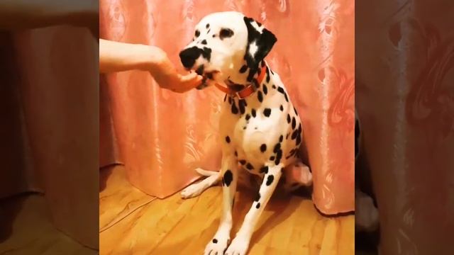 учим команду Стыдно смотреть онлайн