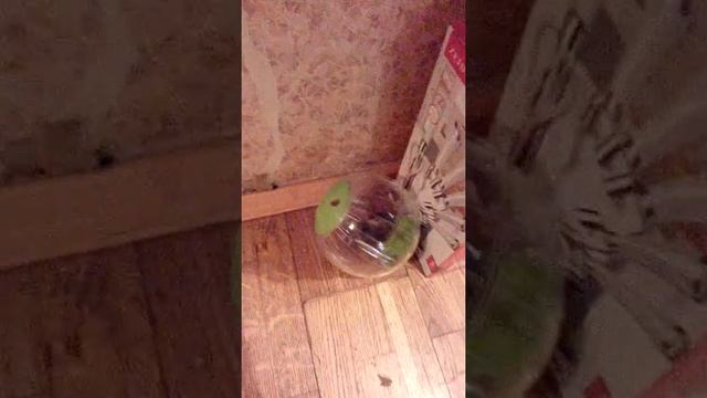 Моя василиска 🐱🐾 смотреть онлайн