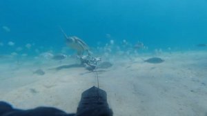 Blue Marlin Vs Crab Vs Turtle - Coffin Dance Meme Cover