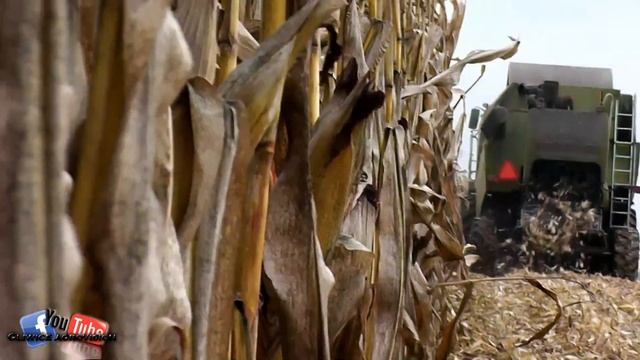 Późne zbiory QQrydzy |Claas Tucano 430 + John Deere 6830| смотреть онлайн