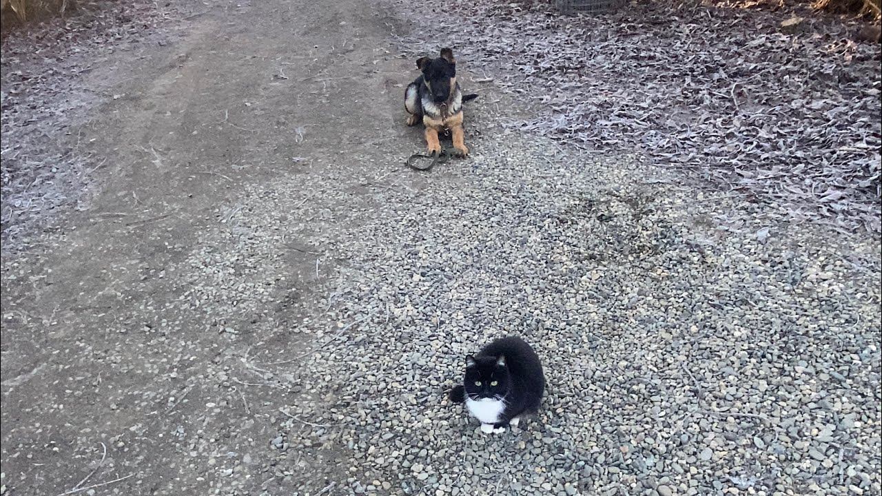 Команда лежать с котами/Дейл 4 месяца НеО смотреть онлайн