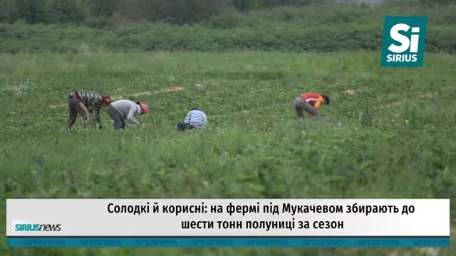 Солодкі й корисні: на фермі під Мукачевом збирають до шести тонн полуниці за сезон смотреть онлайн
