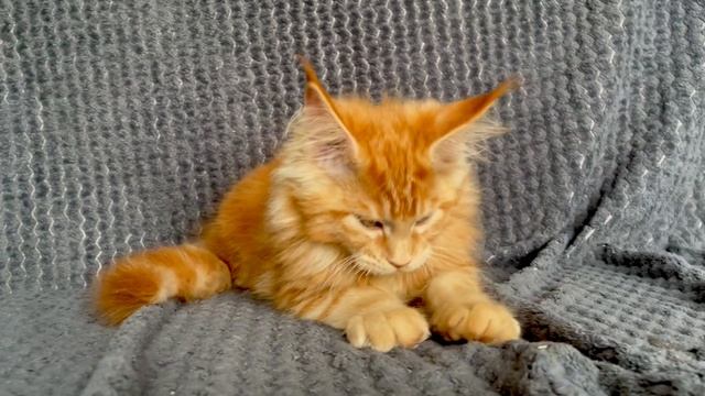 Кошечка мейн-кун