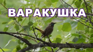 Пение Варакушки. Лесная птица Варакушка звонко поет. Слушать голос (песню) птицы России.