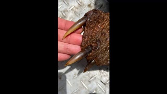 Fisherman hooks prehistoric 200-pound alligator snapping turtle before catching monster alligator g смотреть онлайн