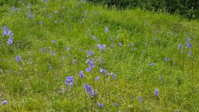 Polemonium acutiflorum смотреть онлайн