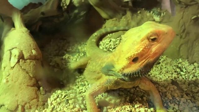 Бородатые агамы смотреть онлайн