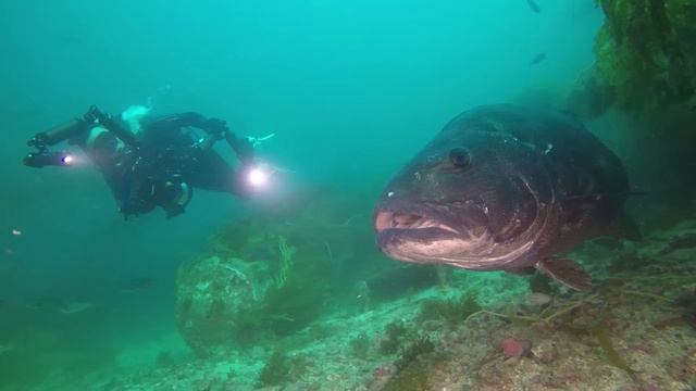 Searching for Giants (Giant Sea Bass in the Avalon UW Park - 9/21/19) смотреть онлайн