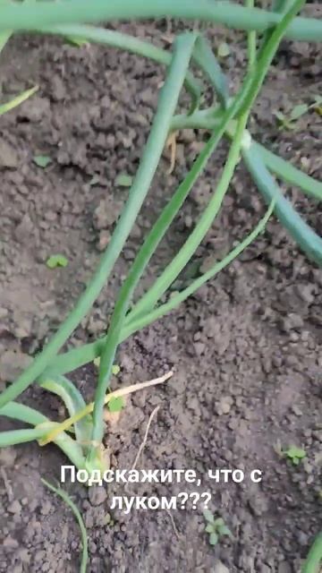 Странная деформация лука. Что это? #video #сад #огород #лук #growth #onion #grow #nature #дача смотреть онлайн