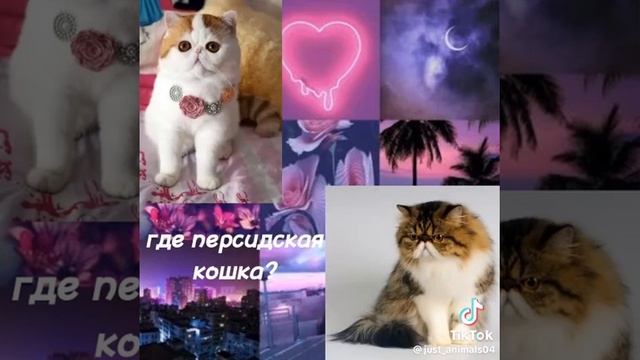 Тест на знание кошек смотреть онлайн