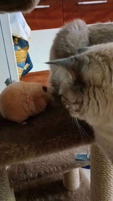 Кот или хомячок? #кот #хомячок смотреть онлайн