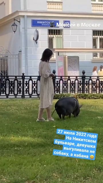 Кабан в центре Москвы / на Никитском бульваре смотреть онлайн