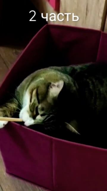 #2часть#кот#cat#капибара#kapybara#shorts смотреть онлайн