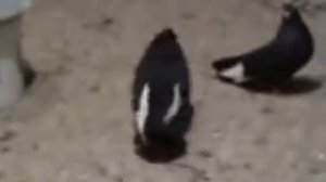 Курские голуби, +380689619801 Александр