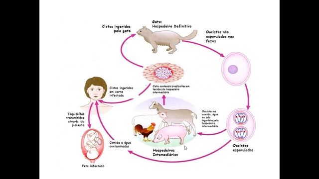 amebíase, toxoplasmose, giadíase, leishmaniose смотреть онлайн