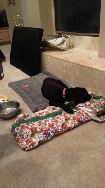 Deaf dog fire evacuation test fail смотреть онлайн