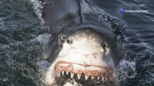 подводный мир