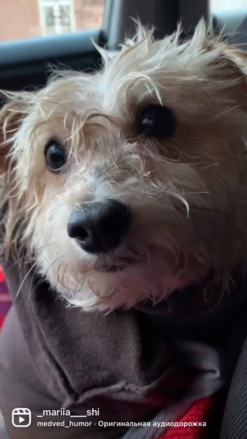 Пожалейте сироту бесприютную #кузя #домовенок #китайскаяхохлатая #собака #юмор #shorts смотреть онлайн