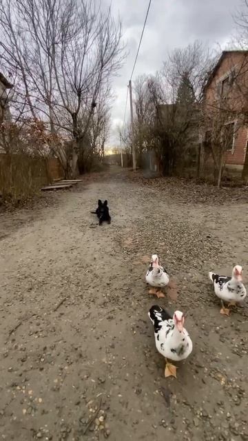 Отработка команды лежать с Утиками/Немецкая овчарка Ральф 3 месяца смотреть онлайн