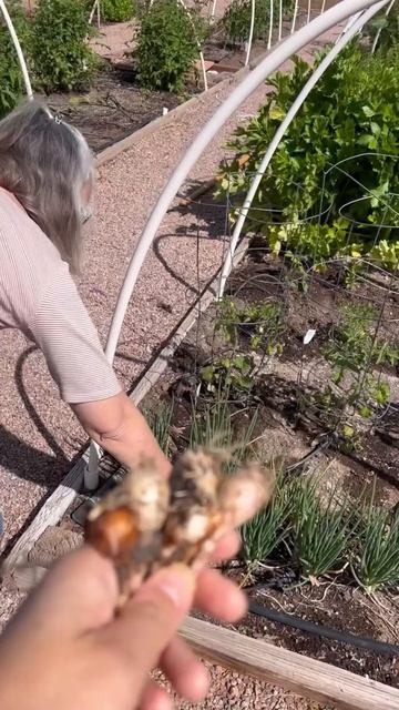 legendary multiplier!!!! 100 😳 from one !! - I'itoi green onion смотреть онлайн