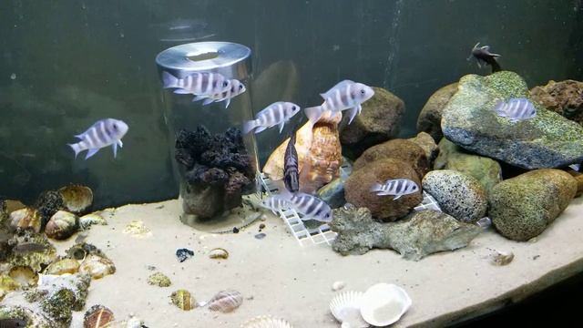 baby Zaire Frontosa смотреть онлайн