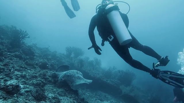 Скаты смотреть онлайн