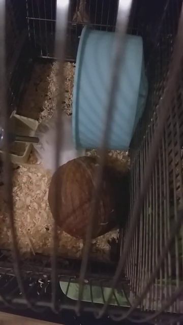 Хомяки:Скучно О есть идея! смотреть онлайн