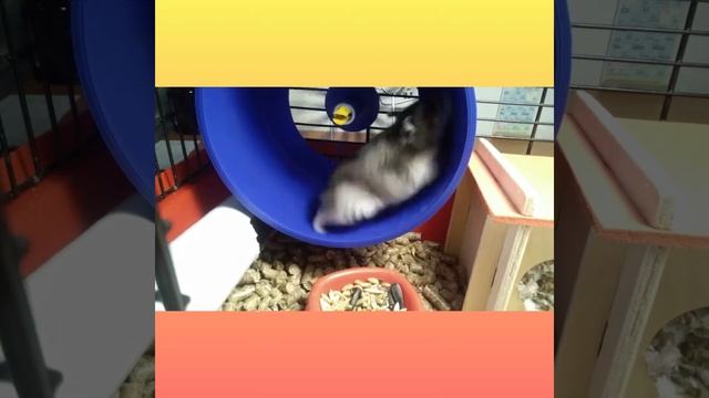 ЧТО С ХОМЯЧКОМ!? ОН СТРАННЫЙ. смотреть онлайн