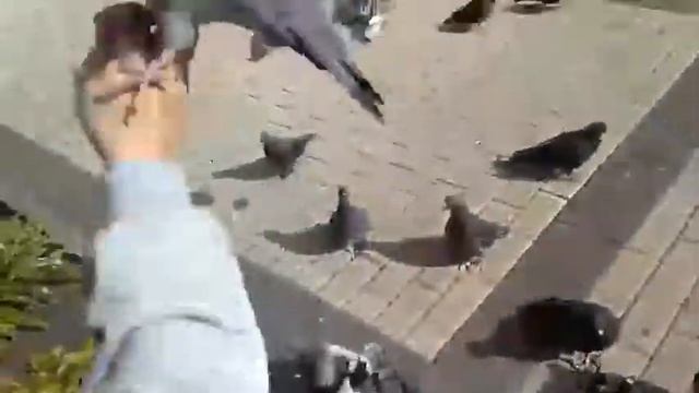 Голуби захватят мир!!! смотреть онлайн