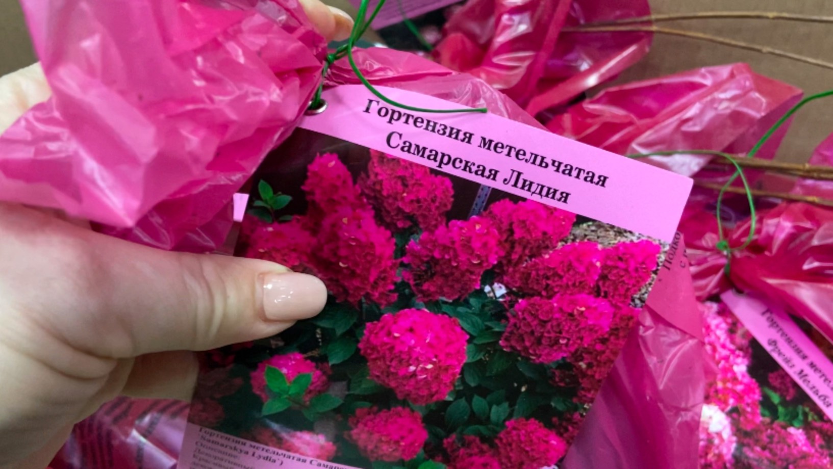 В Светофор завезли гортензии. смотреть онлайн