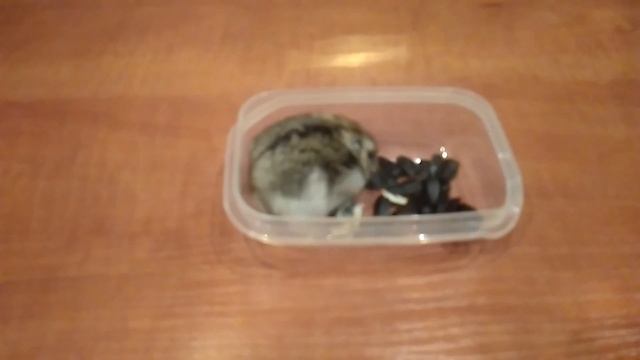 День рождения Бони смотреть онлайн